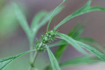 Background of Cannabis (Drugs), Analysis of Cannabis in laboratory.