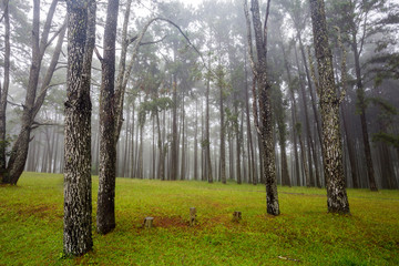 Obraz premium Bo Kaew Pine Garden