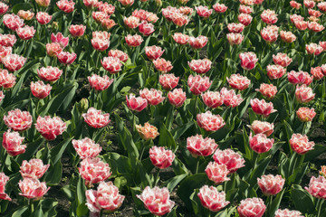 Beautiful Queensland tulips flowerbed closeup. Flower background.