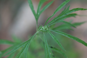 Background of Cannabis (Drugs), Analysis of Cannabis in laboratory.