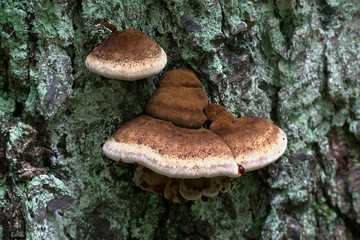 Benzoin bracket fungus, Ischnoderma benzoinum