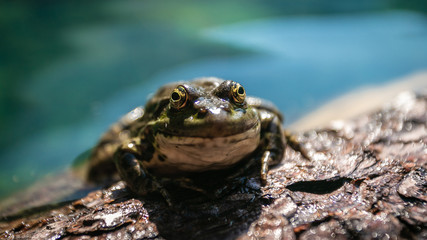 Green marsh frog (Pelophylax ridibundus) mating call