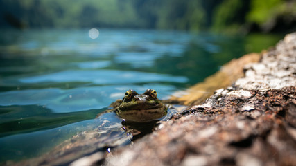 Green marsh frog (Pelophylax ridibundus) mating call
