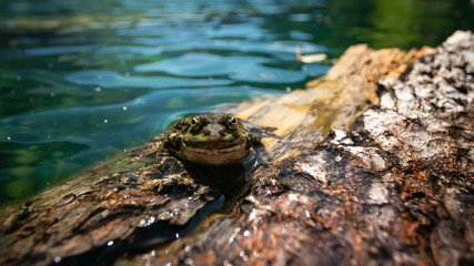 Fototapeta na wymiar Green marsh frog (Pelophylax ridibundus) mating call