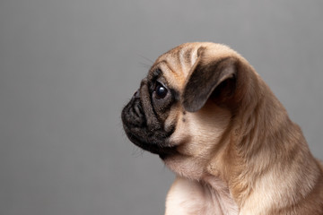 Obraz premium Pug Side Profile
