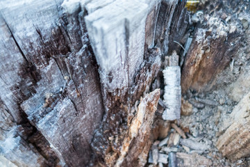 Wood texture of rotten tree trunk, close-up, texture, background