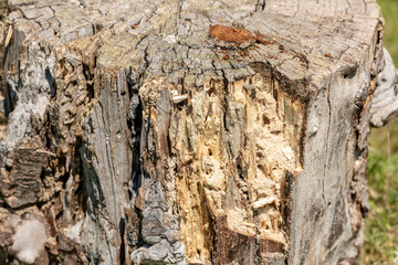 Wood texture of rotten tree trunk, close-up, texture, background