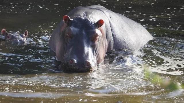 180p slow motion shot of a hippo baby and mother in a river pool at serengeti national park in tanzania