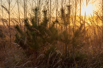 morning mist fog over meadows