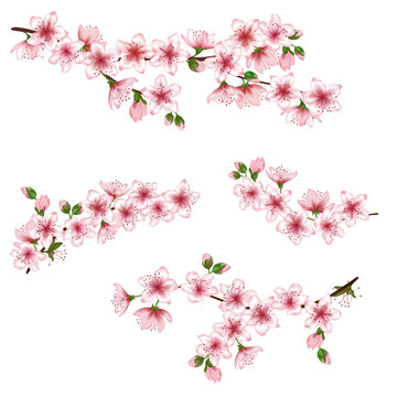 Japanese cherry branches set vector illustration. Blooming twigs isolated, springtime tree flower blossoms floral design. Simple spring flowering trees branches vector set.