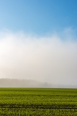 morning mist fog over meadows