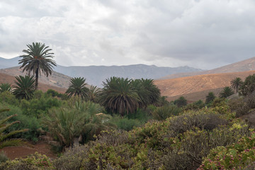 Fototapeta na wymiar The rural park of Betancuria, Fuerteventura, Canary Islands, Spain