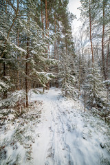 sunny winter day in snowy forest
