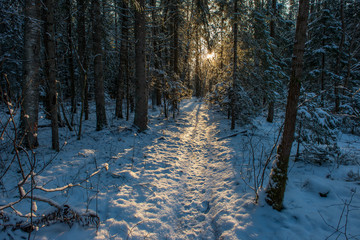 sunny winter day in snowy forest