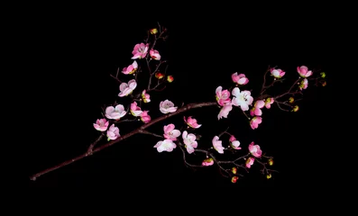 Papier Peint photo Fleur de cerisier Branche de fleurs de cerisier