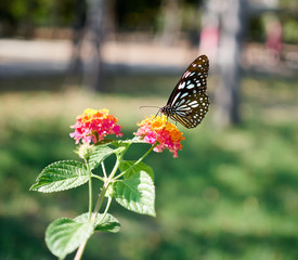 butterfly on a flower