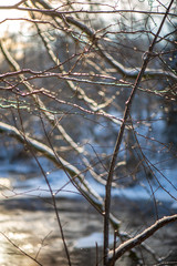 sunny winter day in snowy forest