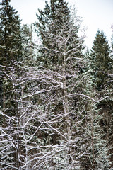 sunny winter day in snowy forest