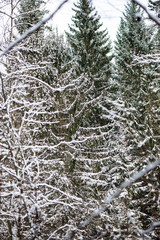 sunny winter day in snowy forest