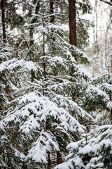 sunny winter day in snowy forest