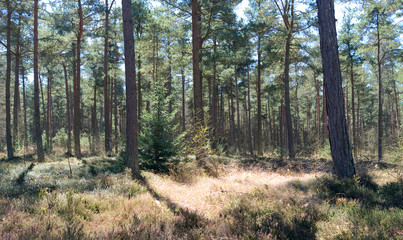 Laesoe / Denmark: Coniferous trees in the nature reserve Laesoe Klintplantage on a sunny day at the end of April