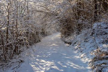 sunny winter day in snowy forest