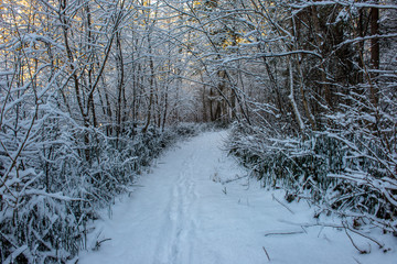 sunny winter day in snowy forest