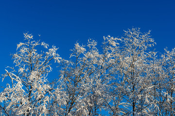 sunny winter day in snowy forest