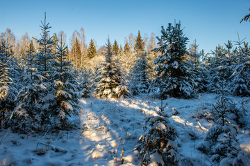sunny winter day in snowy forest