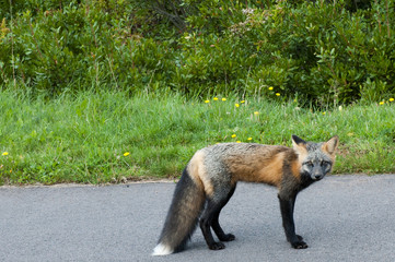 Walk About New England & Canada - 18