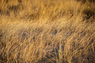 sun reflecting in dry bents and grass by the sea beach in sunset