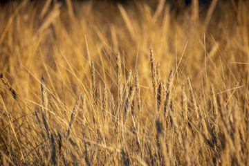 sun reflecting in dry bents and grass by the sea beach in sunset