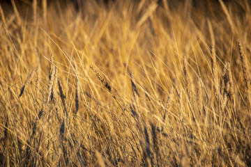 sun reflecting in dry bents and grass by the sea beach in sunset