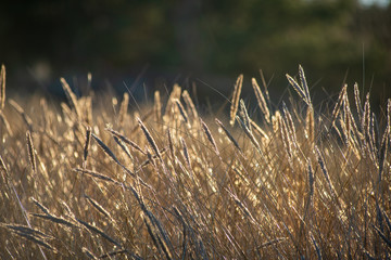 sun reflecting in dry bents and grass by the sea beach in sunset