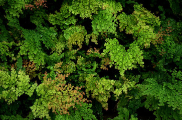 Fresh green leaves