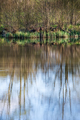 beautiful summer day at the lake, tree reflections in blue water