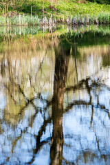 beautiful summer day at the lake, tree reflections in blue water