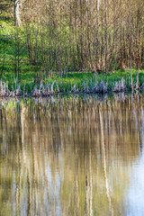 beautiful summer day at the lake, tree reflections in blue water