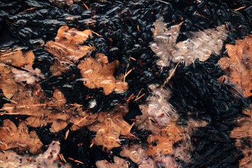 abstract winter background,orange leaf in frozen water