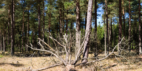 Laesoe / Denmark: Felled tree at the edge of a coniferous forest in the nature reserve Laesoe Klintplantage on a sunny day at the end of April