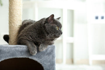 Cute British shorthair cat on scratching post