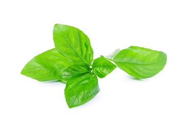 Close up of fresh green basil herb leaves isolated on white background