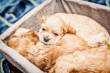 small PUPPIES COCKER SPANIEL in the basket