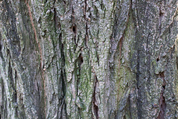 Texture of the wood. Background of tree bark with moss