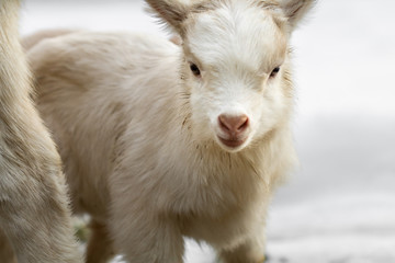 A little goat looks into the camera