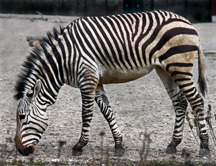 Fototapeta na wymiar Chapman`s zebra in its enclosure. Latin name - Equus guagga chapmani