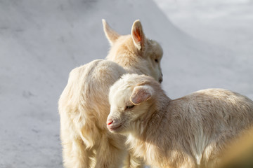 Fototapeta premium Two little goats are standing in the snow