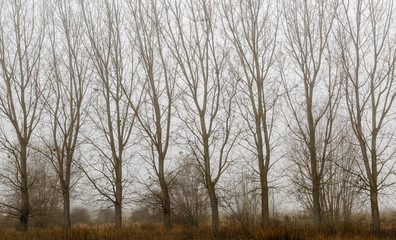 Chopos en invierno con niebla de fondo. Populus.