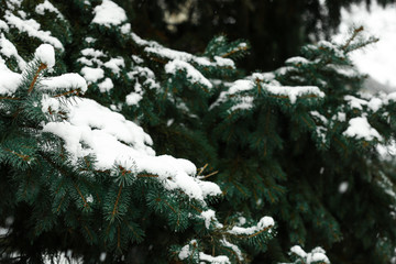 Snowy fir tree outdoors, closeup