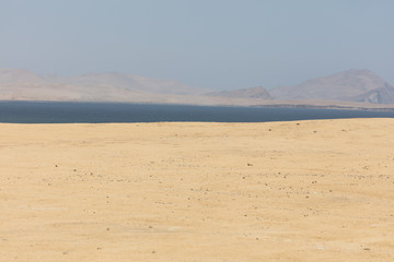 Flamingos  in Paracas, Peru.